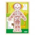 Woody Дървен пъзел Човешкото тяло, момиче